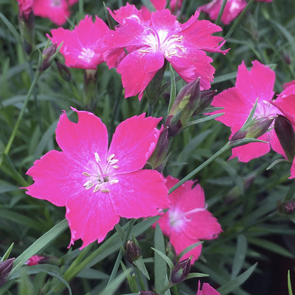 Dianthus kahori scarlet | Serres St-Élie